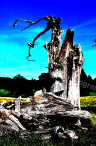 An old rotten tree photographed in Parham Park, with a computer twist