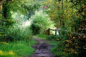 Woodland Scene